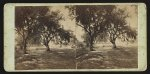 View on Bay St., Beaufort, S.C.