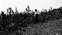 Corn field T. C. Walker