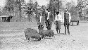 Tangipahoa Parish Training School Pig club