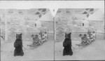 Eskimo Children driving bear in sled. St. Louis World's Fair, Missouri