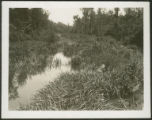 Drainage project at Catfish Swamp in Marion County, S.C.