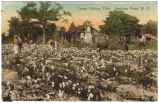 Cotton Picking Time, Southern Pines, N.C.