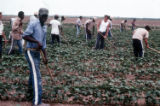 Farm photos and Parchman Ferris 011