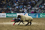 A "mutton-busting" competitor at the Martin Luther King, Jr., African-American Heritage Rodeo, one of the National Western Stock Show events in Denver, Colorado. Mutton busting is similar to bull riding or bronc riding, in which children ride or race sheep. Willing youngsters, age 6 and under, strap a hockey helmet to their heads, are lifted onto the backs of live sheep, and hang on as long as they can once the animal is set loose