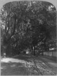 Stereographs of Saint Augustine, Florida