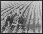 Near Tupelo, Mississippi. Negro farming