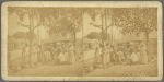 Thumbnail for Scenes in the Fish market at Fredericksted, St. Croix, W. I