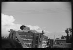 [Untitled photo, possibly related to: Negro tenant on top of wagonload of cotton, waiting to go to gin. Delta and Pine Land Company, Scott, Mississippi Delta, Mississippi]