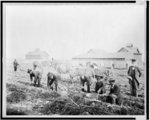 [Harvesting sweet potatoes at Claflin University, Orangeburg, South Carolina]