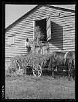 Negro helper putting peavine hay into barn loft. Mr. J.V. Harris' farm, nine miles south of Chapel Hill on Highway 15. Chatham County, North Carolina