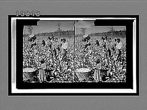 Cotton is King -- Plantation scene, Georgia. Active no. 5678 : stereo interpositive