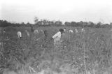 People picking cotton in the field of Mrs. Minnie B. Guice near Mount Meigs in Montgomery County, Alabama.