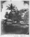 Coconut tree "Cocos nucifera" - Cabbage palm, "A. Oberacea." Bamboo cane