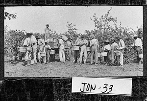 Photograph of workers emptying peach baskets, Jones County, Georgia, ca. 1900