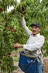 Peach picker Octaviano Vasquez-Lopez in an orchard in Palisade, outside Grand Junction in a section of western Colorado renowned for its peaches and nectarines