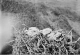 Hawk hatchlings in nest