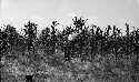 Superintendent W. B. Coggin, Demonstration plot of corn