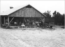 African Americans with peaches in shed [Slide Farm-3]