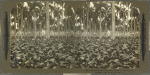 A Tobacco Field in a Palm Grove, Province of Havana, Cuba