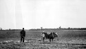 Plowing with star yearling. (Old Colored man)