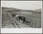 [Farmers plowing their field, Asturias (?), Spain]