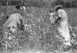 People picking cotton in the field of Mrs. Minnie B. Guice near Mount Meigs in Montgomery County, Alabama.