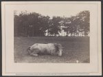 Confederate colonel and horse, both killed at the Battle of Antietam