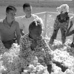 African American children and white children playing in bin of cotton: Image 3