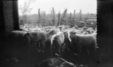 Argentina, sheep standing outside shearing house in Río Negro province