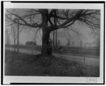 [African American boy leaning against a large tree in Georgia]