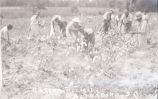 Cotton picking, Walterboro