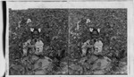 Cotton. Set #4. Darkey girl in cotton patch. Georgia. Probably Upland cotton