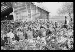 [Untitled photo, possibly related to: Corn shucking on Uncle Henry Garrett's place, Negro tenant of Mr. Fred Wilkins. White women don't go to Negro shucking to help with the cooking but white men are fed by Negro women just the same as at other shucking week previous at Mr. Fred Wilkins' home. Tally Ho, Near Stem, Granville County, North Carolina]