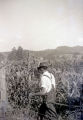 Man in cornfield