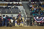 Bull-dogging at the Martin Luther King, Jr., African-American Heritage Rodeo, one of the National Western Stock Show events in Denver, Colorado