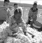 African American children and white children playing in bin of cotton: Image 1