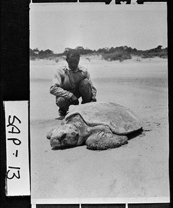 Photograph of sea turtle on the beach, Sapelo Island, McIntosh County, Georgia, between 1915 and 1934