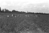 People picking cotton in the field of Mrs. Minnie B. Guice near Mount Meigs in Montgomery County, Alabama.