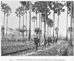 Peuplements de rôniers (Borassus flabelliformis) au Haut-Dahomey