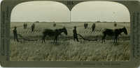 Cultivating rice, South Carolina