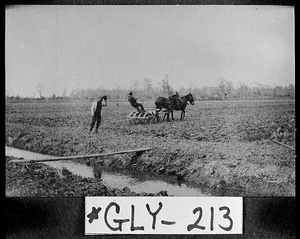 Photograph of field hands at work in rice fields at Hofwyl Plantation, Glynn County, Georgia, ca. 1910