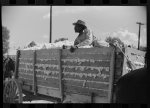 [Untitled photo, possibly related to: Negro tenant on top of wagonload of cotton, waiting to go to gin. Delta and Pine Land Company, Scott, Mississippi Delta, Mississippi]