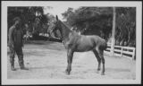 Thumbnail for Unidentified Man and Horse