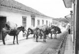 Colombia, burros with hemp bales on street in Ríonegro