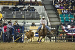 Bull-dogging at the Martin Luther King, Jr., African-American Heritage Rodeo, one of the National Western Stock Show events in Denver, Colorado