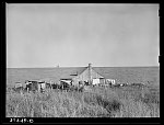 [Untitled photo, possibly related to: Negro sharecropper's farmstead against the levee. Near Lake Providence, Louisiana]