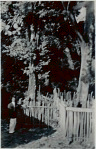 Manoel standing in front of sacred trees of Exu (Eshú) and Oxossi (Oshosi) by Gantois temple, 1938 September