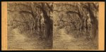 Bonaventura Cemetery, Savannah, Ga. Avenue of live oaks