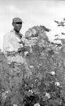 African American man picking cotton: Image 2