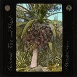 Coconut Tree and Fruit, Jamaica, ca.1875-ca.1940